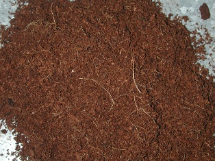 hindistan cevizi lifleri